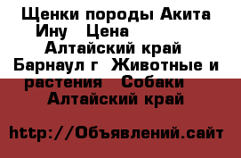 Щенки породы Акита Ину › Цена ­ 50 000 - Алтайский край, Барнаул г. Животные и растения » Собаки   . Алтайский край